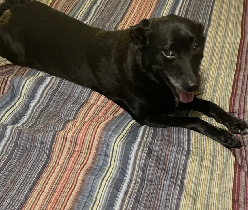 Lyka, a black lab and setter mix, resting on a striped blanket and looking warmly toward the camera
