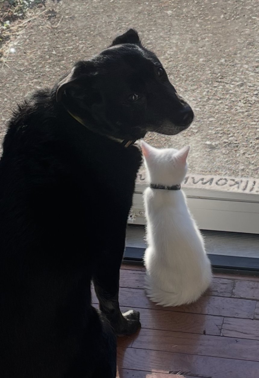 Lyka, a black lab and setter mix, looking back over her shoulder while sitting at a sunny doorway beside a small white cat